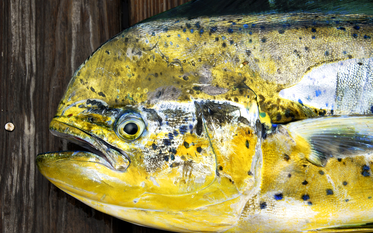 Grilled Mahi Mahi How to Grill Mahi Mahi